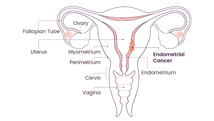 Anatomy of the female reproductive system